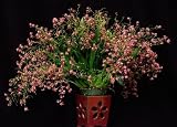 Oncidium Twinkle 'Pink Profusion' orchid