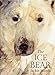 The Ice Bear