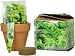 S.F. Imports GB-CILANTRO/MD Grow Your Own Medium Herb Kit, Cilantro