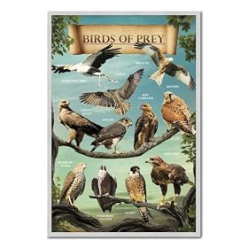Birds Of Prey Poster Magnetic Notice Board Silver Framed - 96.5 x 66 cms (Approx 38 x 26 inches)