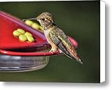 HUMMINGBIRD Canvas Print / Canvas Art - Artist LAWRENCE CHRISTOPHER
