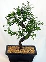 Chinese Elm Bonsai Tree - Medium by Bonsai Boy