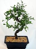 Cheap Deals on Chinese Elm Bonsai Tree - Medium by Bonsai Boy by bonsai boy