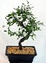 Chinese Elm Bonsai Tree - Medium by Bonsai Boy