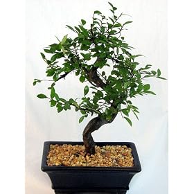 Chinese Elm Bonsai Tree - Medium by Bonsai Boy