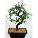 Chinese Elm Bonsai Tree - Medium by Bonsai Boy