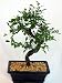 Chinese Elm Bonsai Tree - Medium by Bonsai Boy