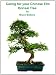 Caring For Your Chinese Elm Bonsai Tree