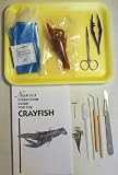 Crayfish Dissection Kit with Guide, Tray, Tools and Preserved Specimen