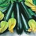 Summer Squash Black Beauty Zucchini Certified Organic Heirloom Seeds 25 Seeds
