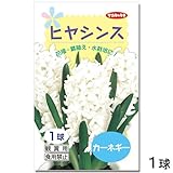 charm(チャーム) (観葉)ヒヤシンス球根(水栽培向き) 白色(カーネギー)(1球)