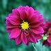 25 Seeds, Dahlia, "Violet Opera" (Dahlia variabilis) Seeds By Seed Needs