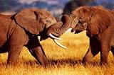 African Elephants Sparring Poster Print, 36x24