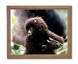 Tropical Baby Gorilla Monkey Animal Wildlife Home Decor Wall Picture Oak Framed Art Print