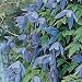 Grow Your Secret Garden Clematis Alpine Blue Seeds