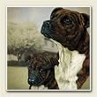 AbsorbaStone Coaster set~ Staffordshire Bull Terrier ~4 Tile Drink Coasters ~...