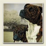 AbsorbaStone Coaster set~ Staffordshire Bull Terrier ~4 Tile Drink Coasters ~...