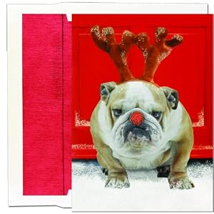 Christmas Bull Dog Christmas Cards -