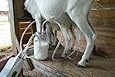 Milk Machine Rechargable Goat, Sheep, Cow One Half Gallon Two Teat Milk One to Two Gallons Per Charge"Patent Pending"