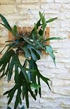 Staghorn Fern - 7
