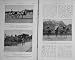 1912 Horses Telltale Halcyon Grey Mist Balfor Show