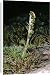 Canvas Prints of JLM-7262 Norwegian Mugwort / Scottish Wormwood from Ardea Wildlife Pets