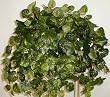 Mixed Tropical Greens Ledge Garden