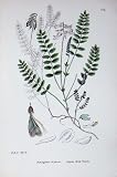 BOTANY PLANTS c1902 ALPINE MILK VETCH ASTRAGALUS FLOWER