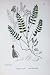 Botany Plants C1902 Alpine Milk Vetch Astragalus Flower