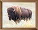 Buffalo Bison Grass Old Western Cowboy Animal Wildlife Picture Framed Art Print