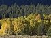 Aspen Fall Colors near Mammoth Lakes in the Eastern Sierra Mountains, California Photographic Poster Print by Rich Reid, 12x16