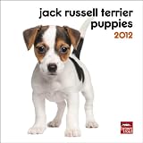 Jack Russell Terrier Puppies 2012 7X7 Mini Wall Calendar