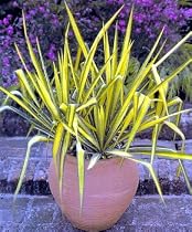 Bright Edge Adam's Needle - Yucca - Very hardy