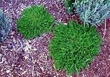 GREEN CARPET PLANT 50 SEEDS -HERNIARIA- SHADE PERENNIAL