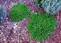 Green Carpet Plant 50 Seeds