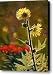 July Afternoon-Compass Plant Canvas Print / Canvas Art - Artist Bruce Morrison