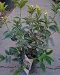 Osmanthus Fragrans Sweet Olive One Gallon Plant