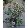 Osmanthus Fragrans Sweet Olive One Gallon by Monrovia Growers