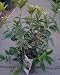 Osmanthus Fragrans Sweet Olive One Gallon by Monrovia Growers