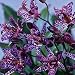 Toad Lily Blue Wonder