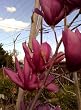 Flowering Magnolia "Susan" Five Gallon