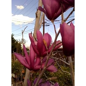 Flowering Magnolia Susan Five Gallon by 
