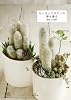 ちいさいサボテンの寄せ植え
