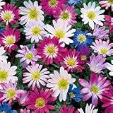 Grecian Windflowers