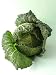 A Head of Savoy Cabbage - 24