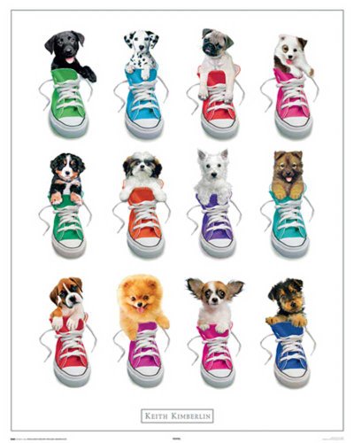 Empire Merchandising 523440 Keith Kimberlin Sneakers Hund Welpen Mini-Tier-Poster - Druck  Preisvergleich