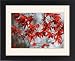 Framed Prints of DAD-1997 Leaves of Japanese Maple from Ardea Wildlife Pets