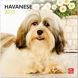 Havanese 2013 - Havaneser - Bichon - Original BrownTrout-Kalender