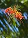 Beautiful Tropical Flower in Bloom Photographic Poster Print by James Forte, 12x16