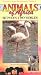 Animals of Africa: Between Two Worlds - Volume 9
